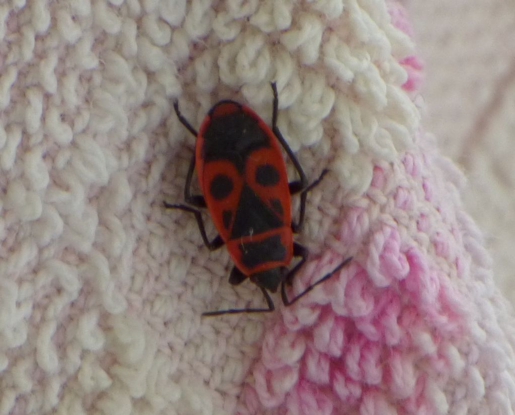 Pyrrhocoris apterus